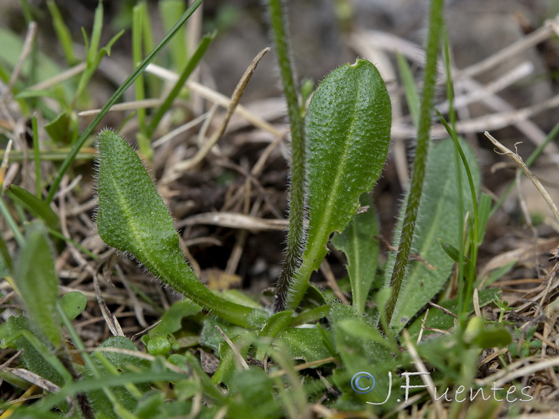 Arabis nova nova.02