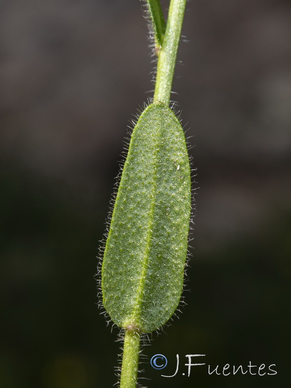 Arabis nova nova.05