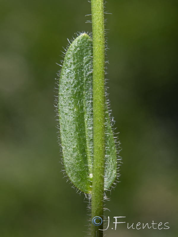 Arabis nova nova.05