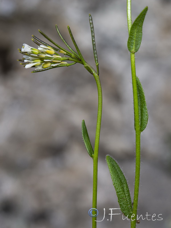 Arabis nova nova.06