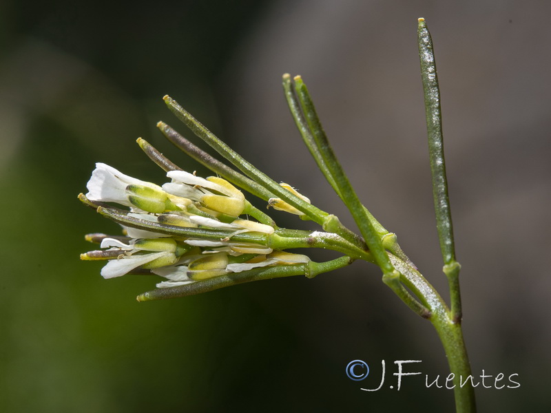 Arabis nova nova.08