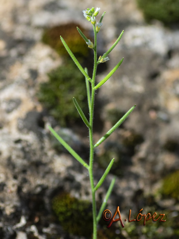 Arabis parvula.01