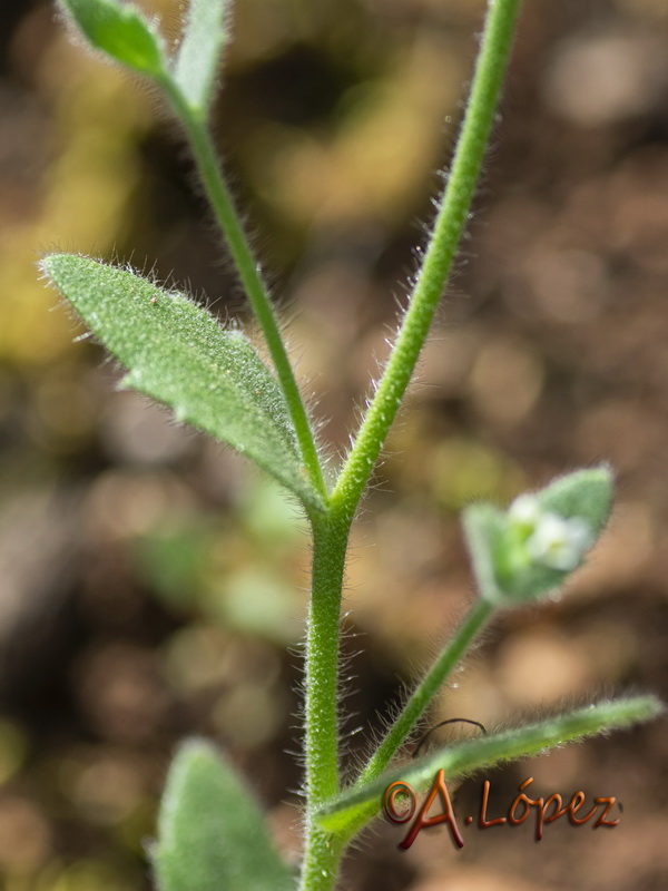 Arabis parvula.02