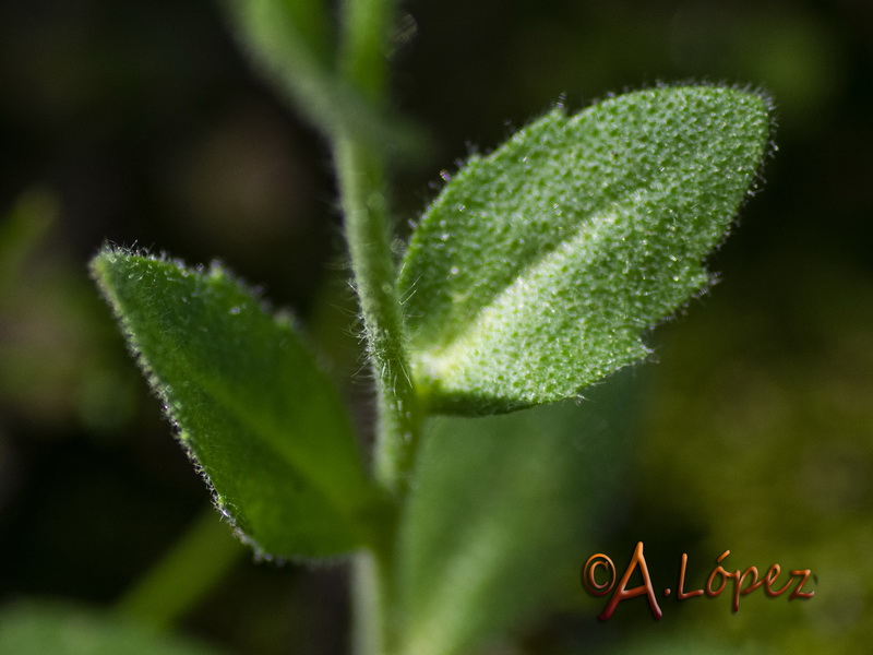 Arabis parvula.04