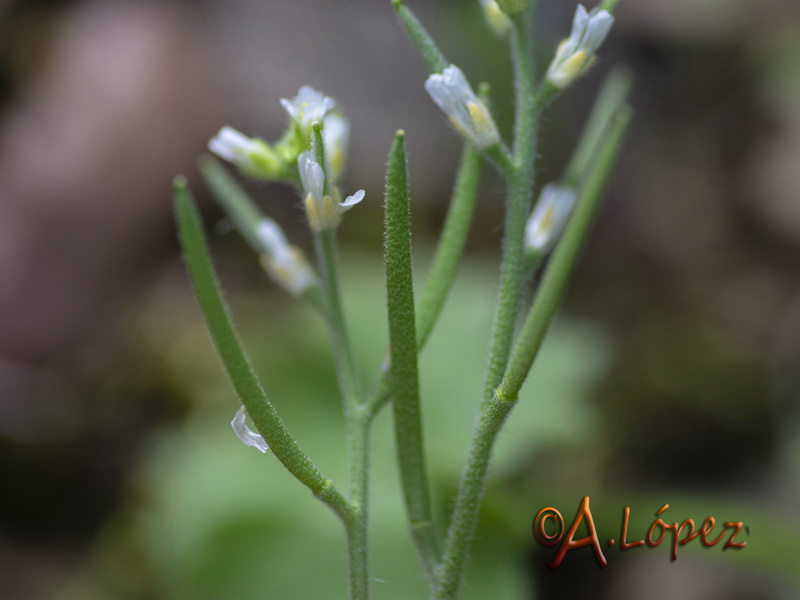 Arabis parvula.05