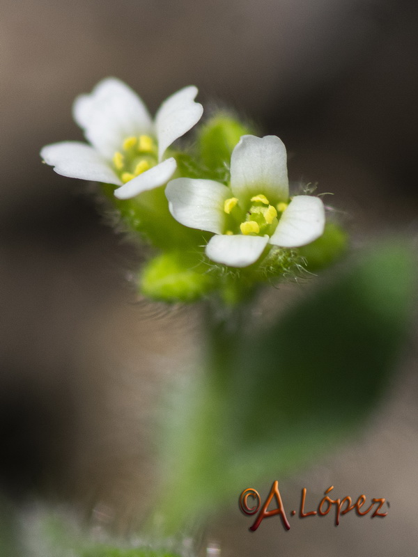 Arabis parvula.06