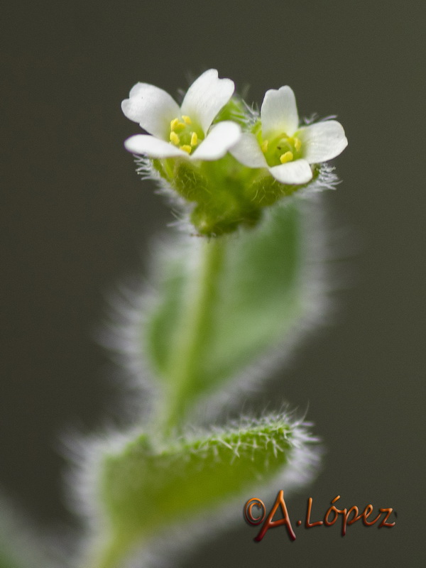 Arabis parvula.07