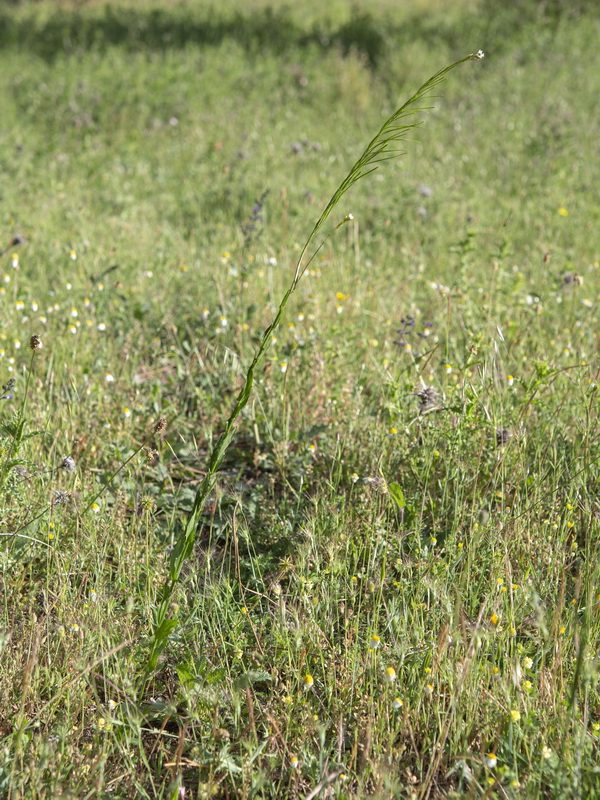 Arabis planisiliqua.01