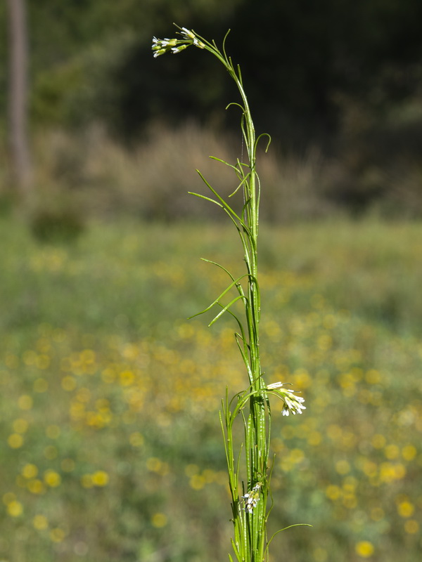 Arabis planisiliqua.02