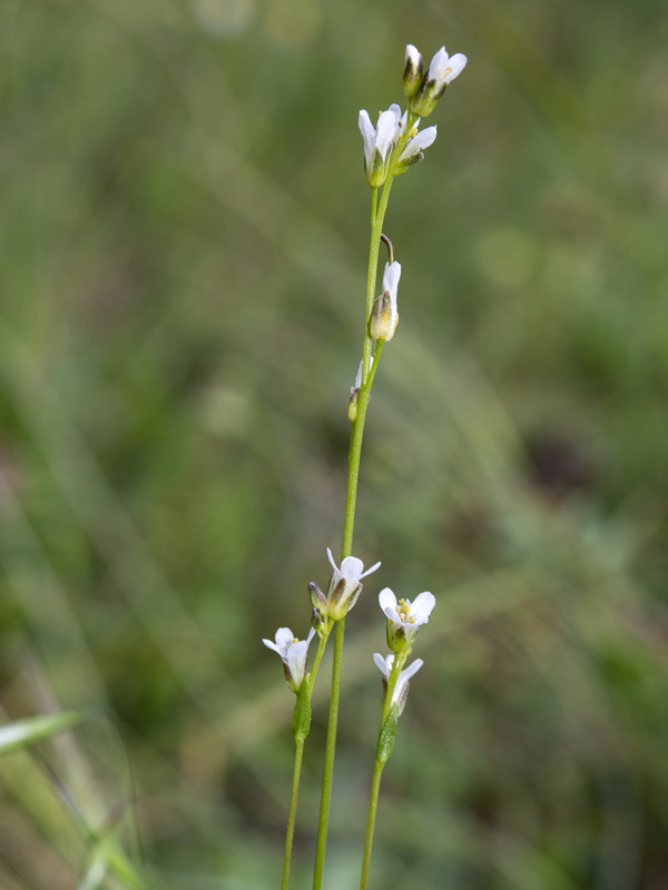 Arabis planisiliqua.03
