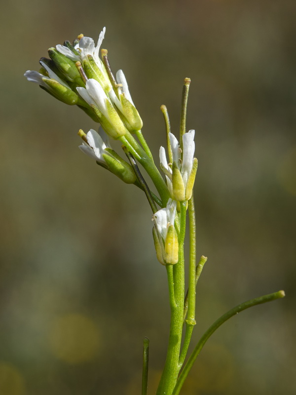 Arabis planisiliqua.08