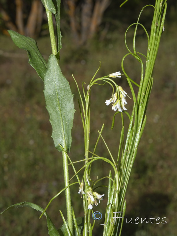 Arabis planisiliqua.15