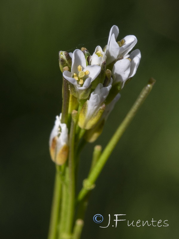 Arabis planisiliqua.18