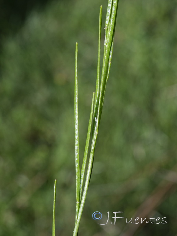 Arabis planisiliqua.19