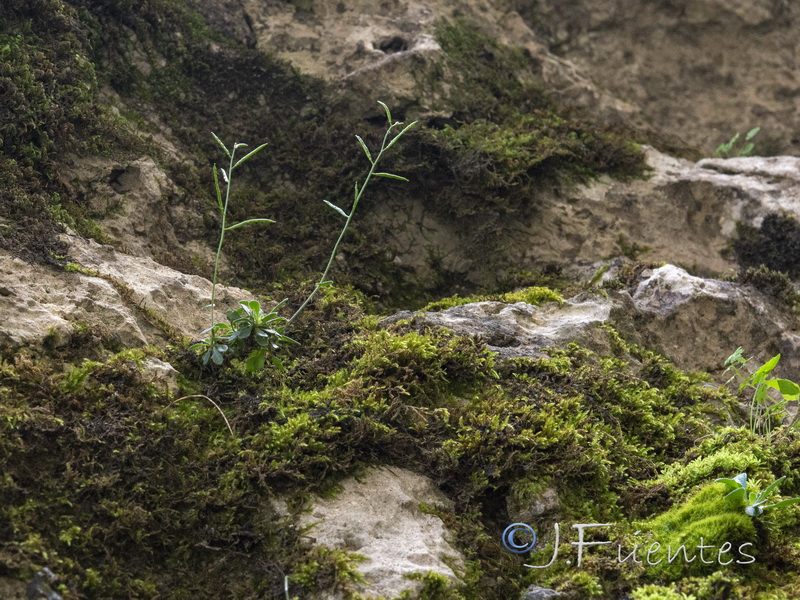 Arabis serpyllifolia.01