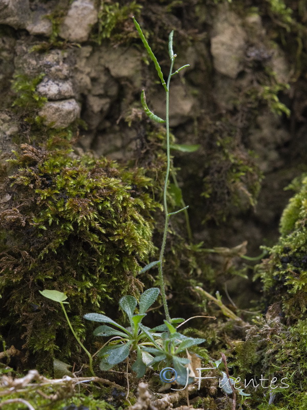 Arabis serpyllifolia.02