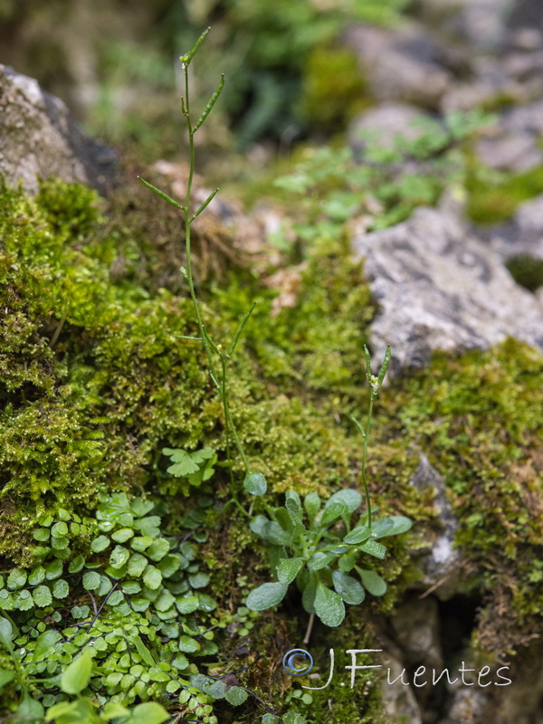 Arabis serpyllifolia.03