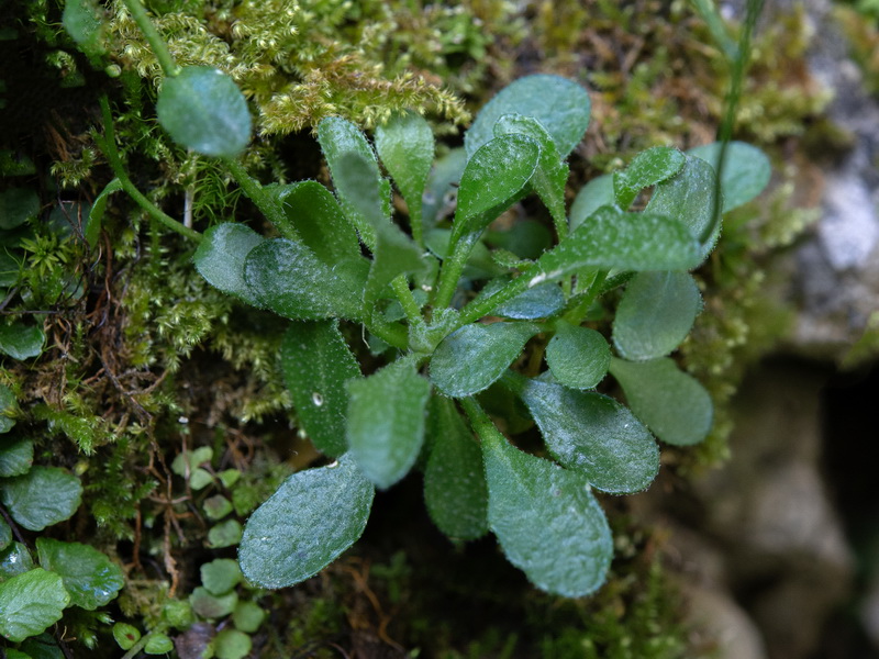 Arabis serpyllifolia.09