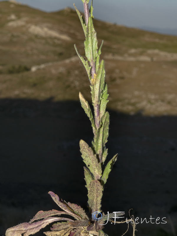 Arabis stenocarpa.02