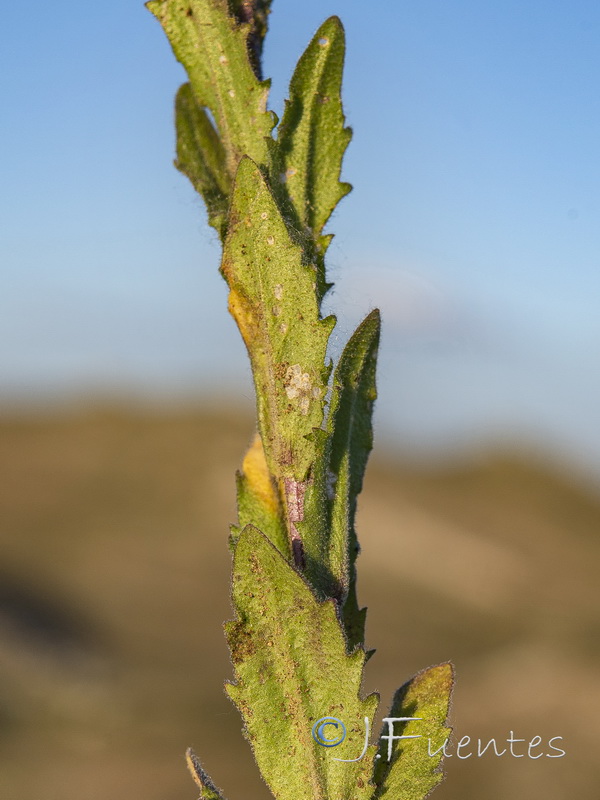 Arabis stenocarpa.03