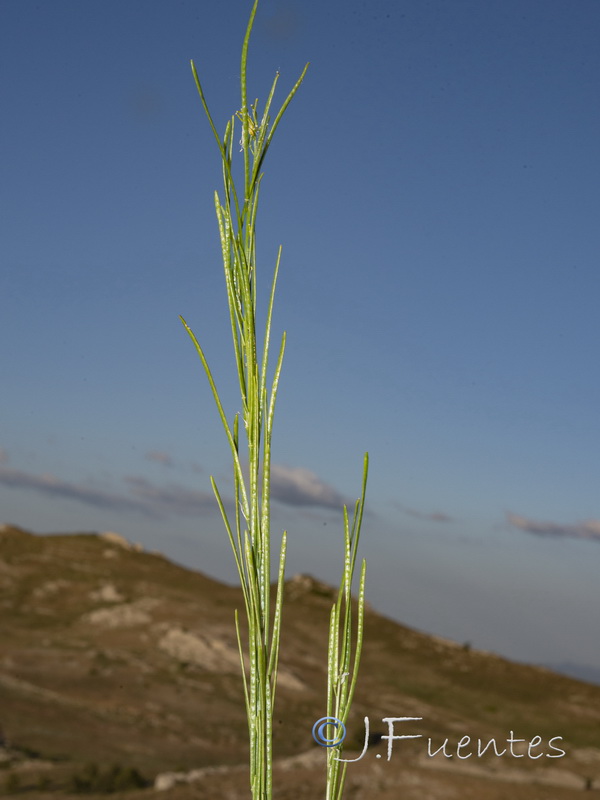 Arabis stenocarpa.04