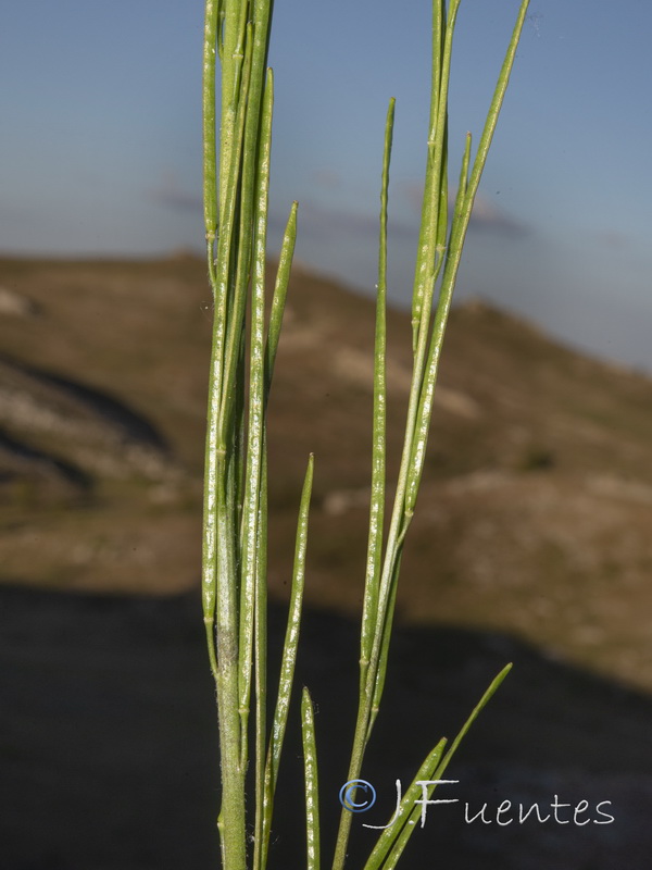 Arabis stenocarpa.05
