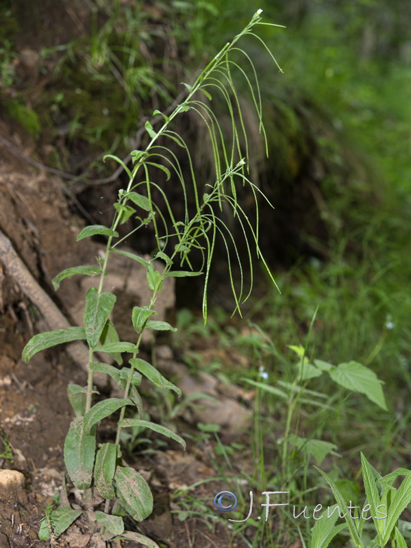 Arabis turrita.04