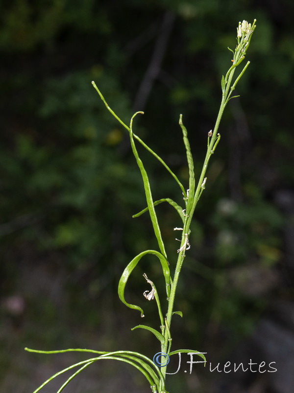 Arabis turrita.08