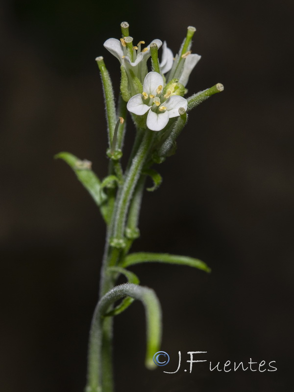 Arabis turrita.09