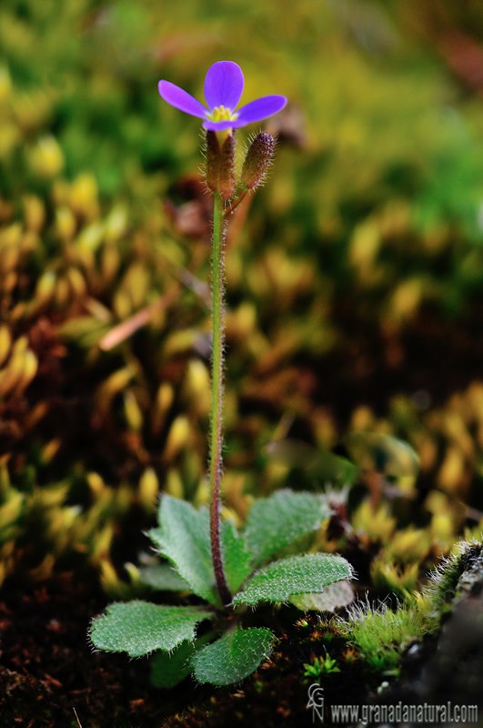 Arabis verna