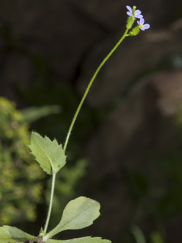 Arabis verna.01