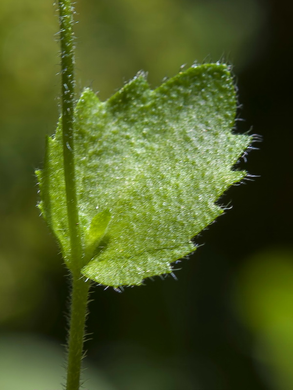 Arabis verna.03