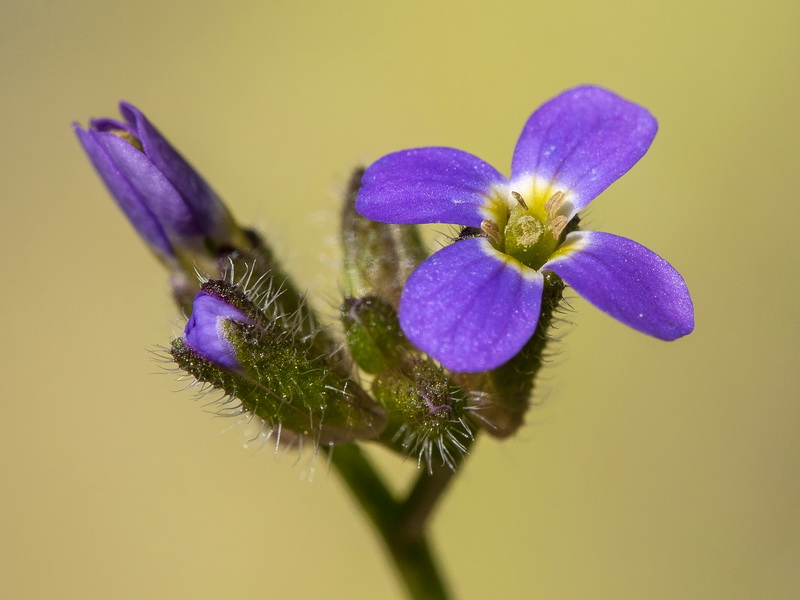 Arabis verna.05