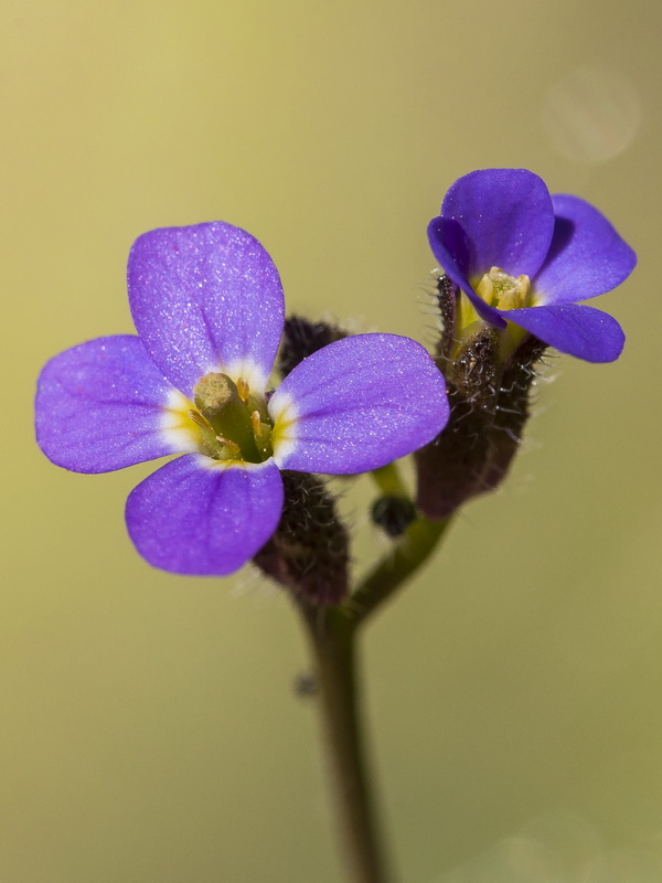 Arabis verna.06