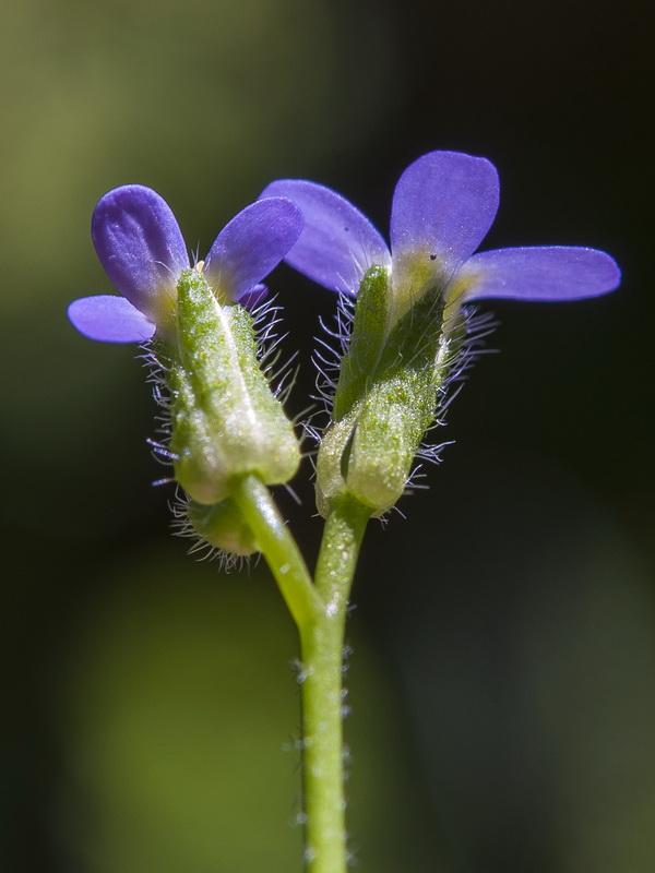 Arabis verna.07
