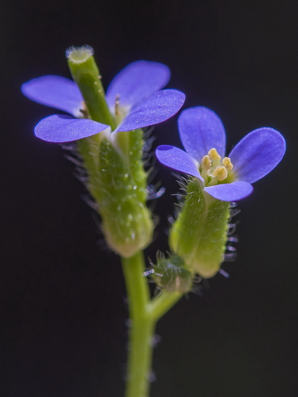 Arabis verna.08