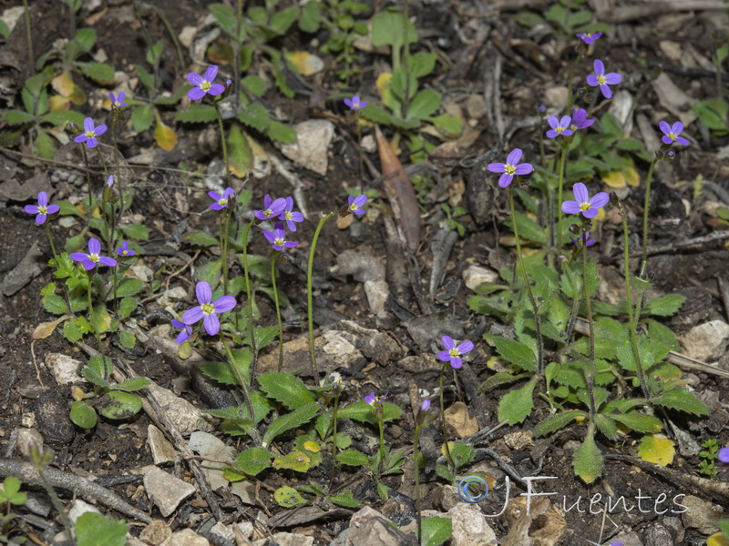 Arabis verna.09