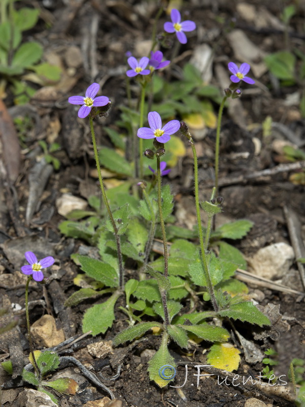 Arabis verna.10