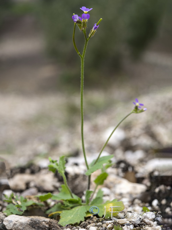 Arabis verna.11