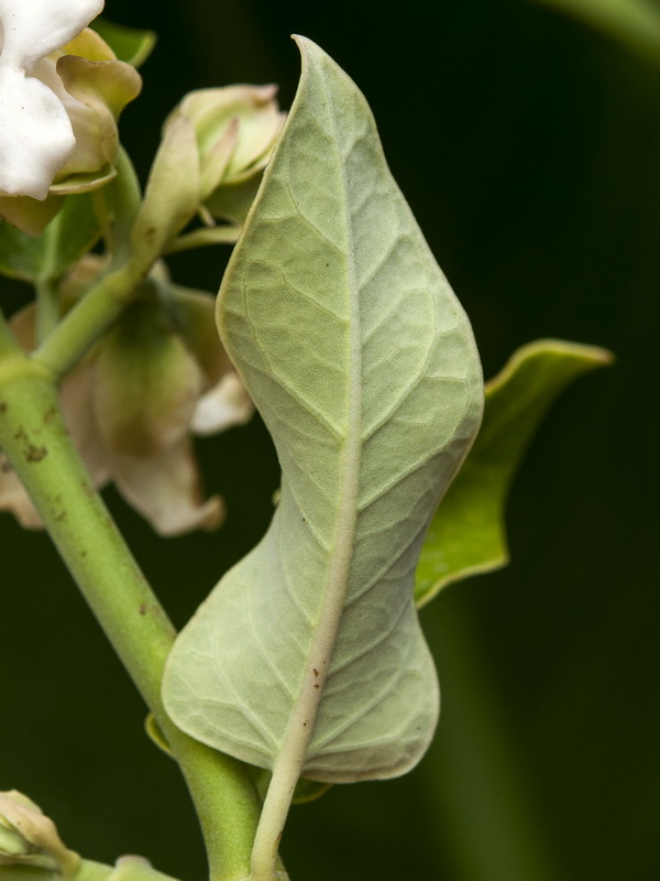 Araujia sericifera.02