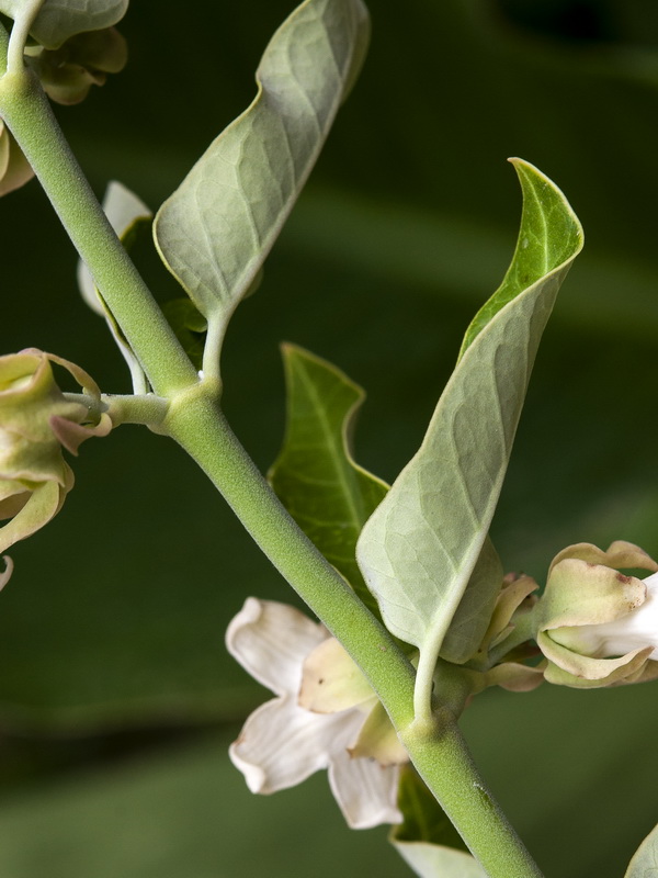 Araujia sericifera.03