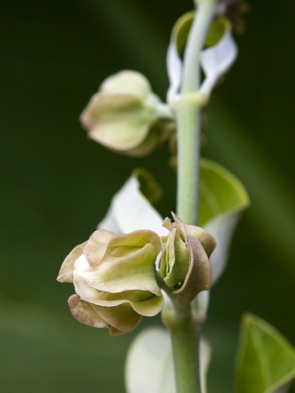 Araujia sericifera.04