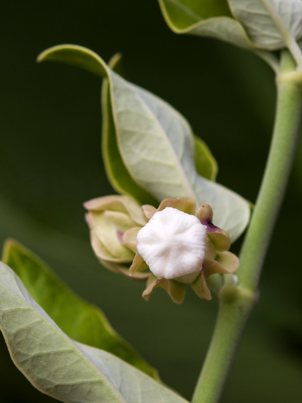 Araujia sericifera.05