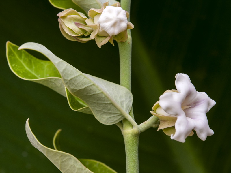 Araujia sericifera.06