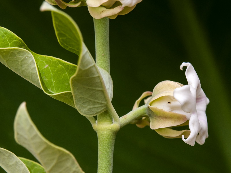 Araujia sericifera.07