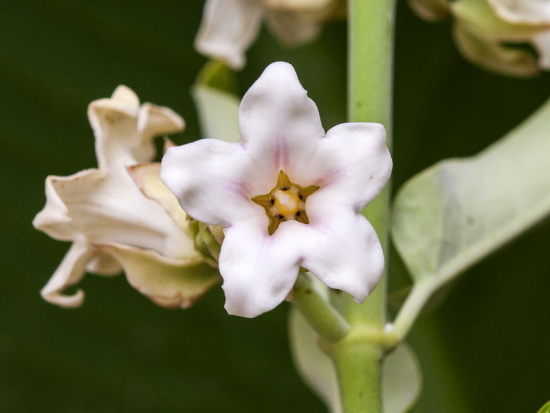 Araujia sericifera.09