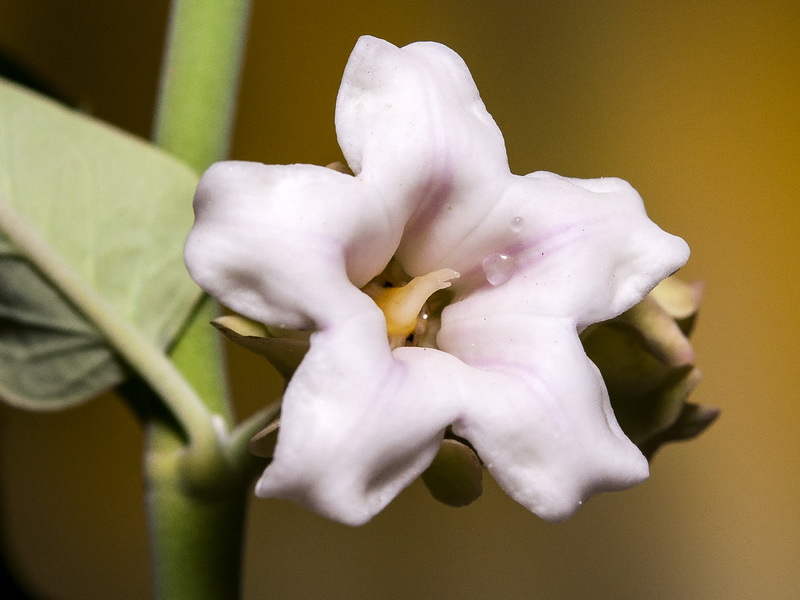Araujia sericifera.14