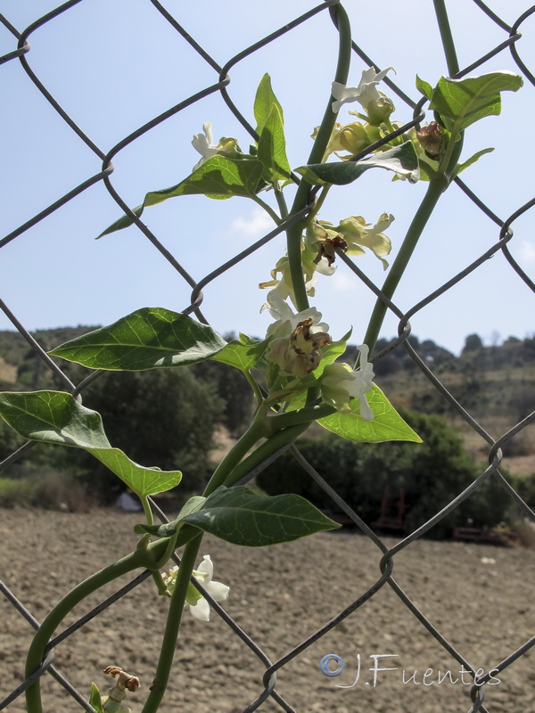 Araujia sericifera.16
