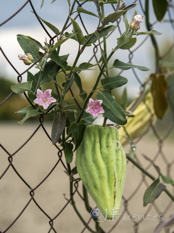 Araujia sericifera.17