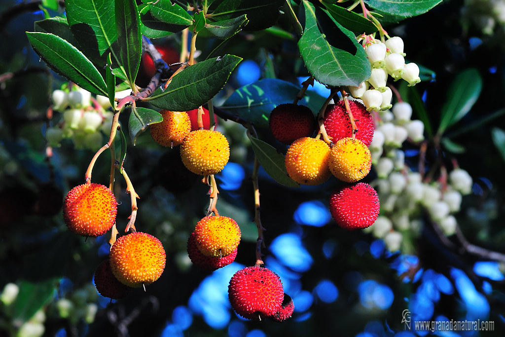 Arbutus unedo